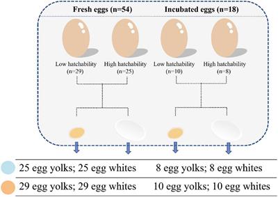 Microbial composition of egg component and its association with hatchability of laying hens